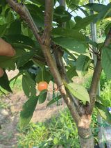 팜모닝 자두·자유게시판 게시글 이미지