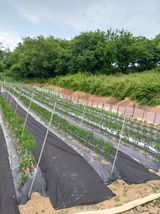 팜모닝 고추·제초 게시글 이미지