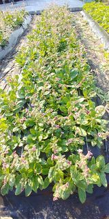 팜모닝 기타작물·자유게시판 게시글 이미지