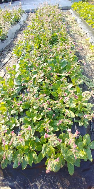 처마밑에추녀님의 기타작물 · 자유게시판 작성글 사진