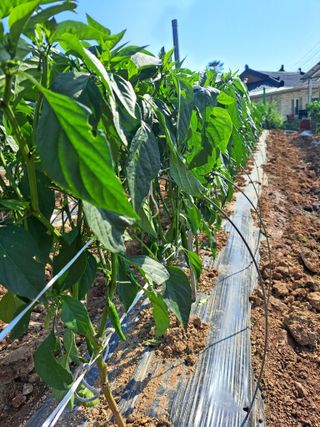 꿈드림뜨락님의 고추 · 일상 작성글 사진