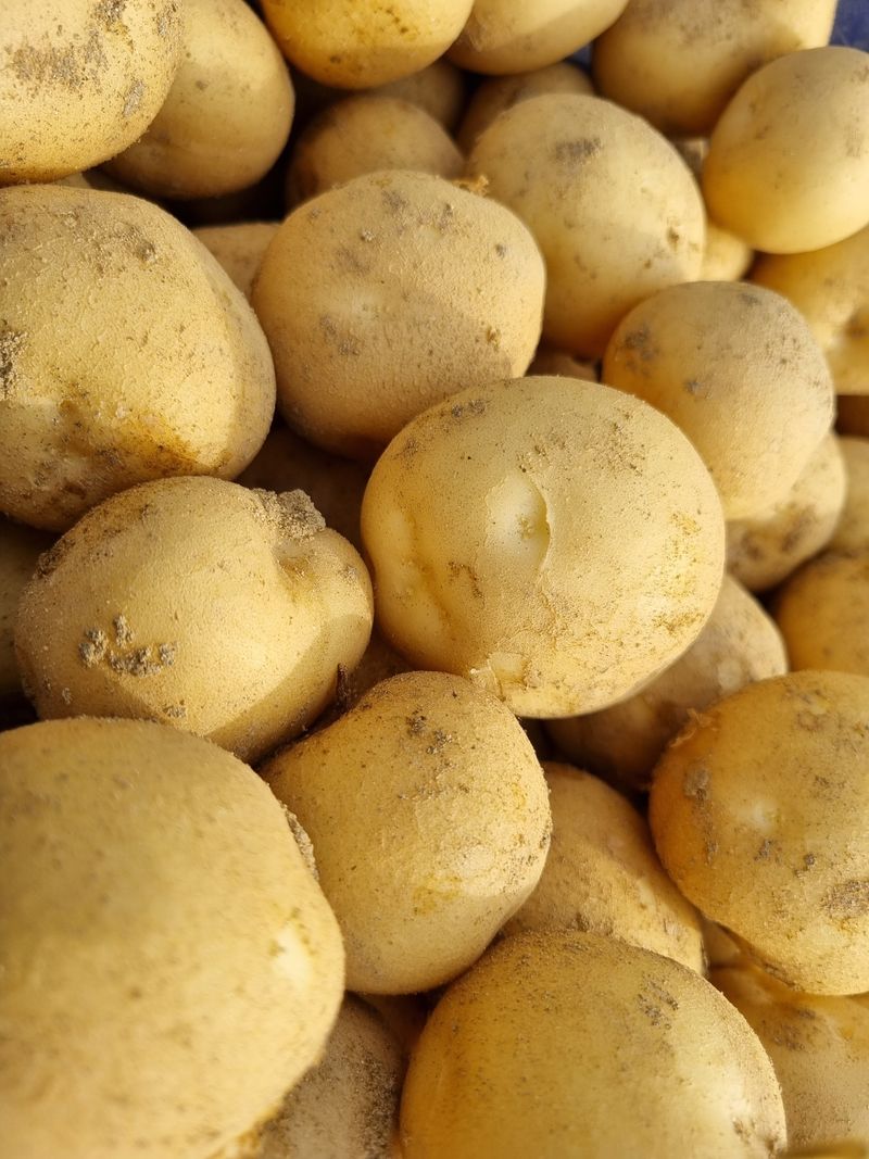 믿고사는농원-송미경님의 장터 판매 상품 [수미  감자 10kg (왕왕-특)세일,3kg,5kg] 첨부 사진