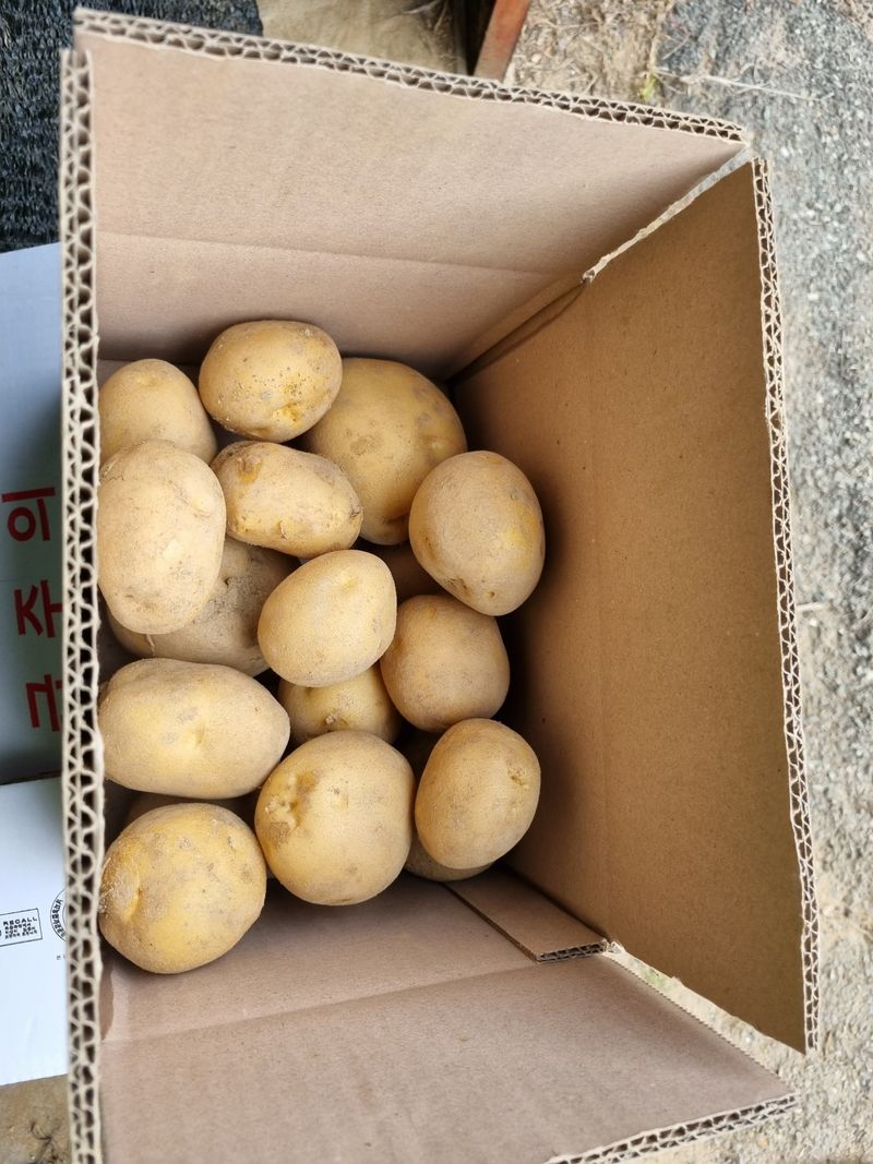 믿고사는농원-송미경님의 장터 판매 상품 [수미  감자 10kg (왕왕-특)세일,3kg,5kg] 첨부 사진
