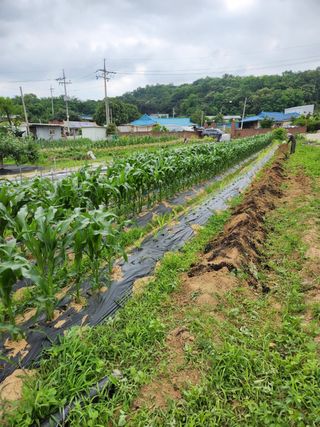 김정석님의 옥수수 · 자유게시판 작성글 사진