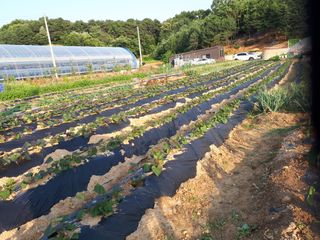 김광기님의 고구마 · 자유게시판 작성글 사진
