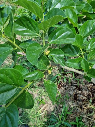 쭈니팜 님의 자유주제 · 자유게시판 작성글 사진