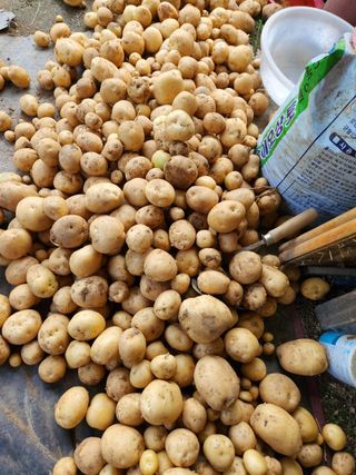 박상현님의 감자 · 자유게시판 작성글 사진