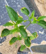 팜모닝 고추·병해충상담 게시글 이미지