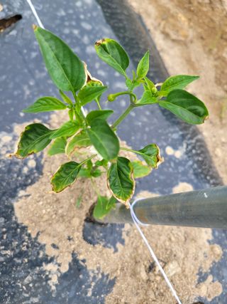 이순명님의 고추 · 병해충상담 작성글 사진