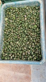 팜모닝 벼·병해충상담 게시글 이미지