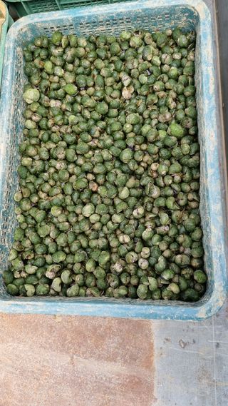 김동회님의 벼 · 병해충상담 작성글 사진