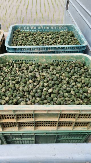 김동회님의 벼 · 병해충상담 작성글 사진