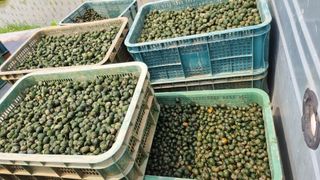 김동회님의 벼 · 병해충상담 작성글 사진