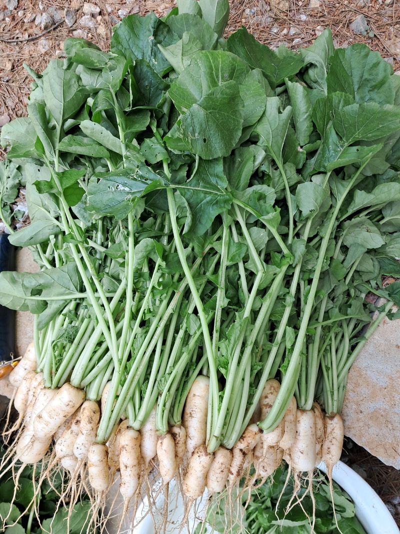 장터 상품 [총각무 1kg 3,000 2kg5,000] 썸네일