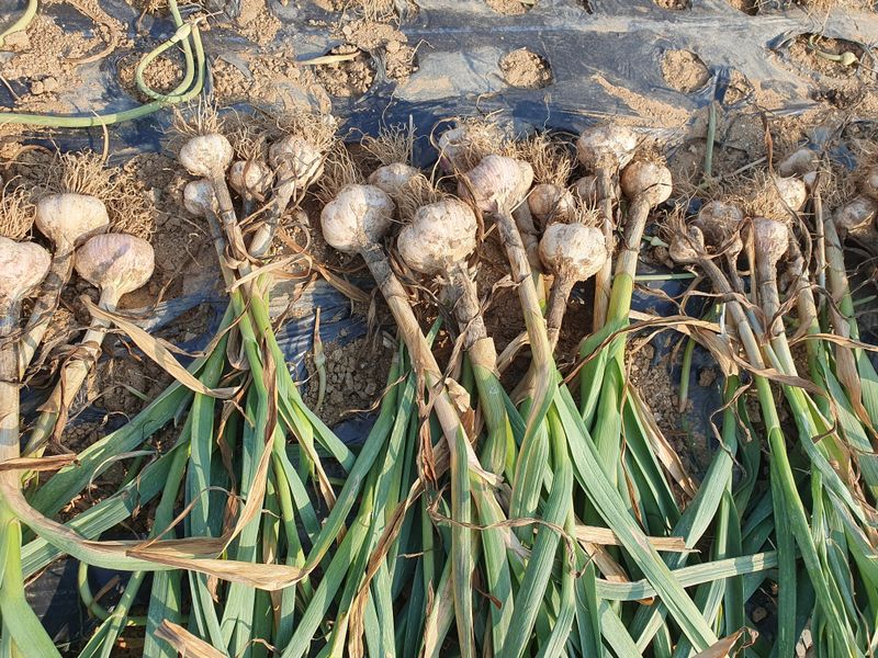 장터 상품 [마늘 ] 썸네일