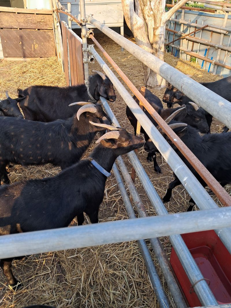 김석현님의 장터 판매 상품 [흑염소분양합니다] 첨부 사진