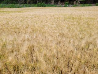 고영환님의 우리동네 · 동네자랑 작성글 사진