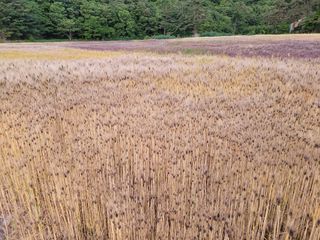 고영환님의 우리동네 · 동네자랑 작성글 사진