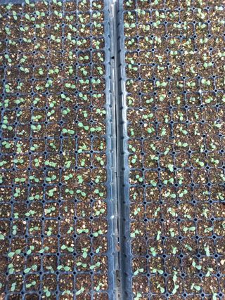 농민님의 상추 · 자유게시판 작성글 사진