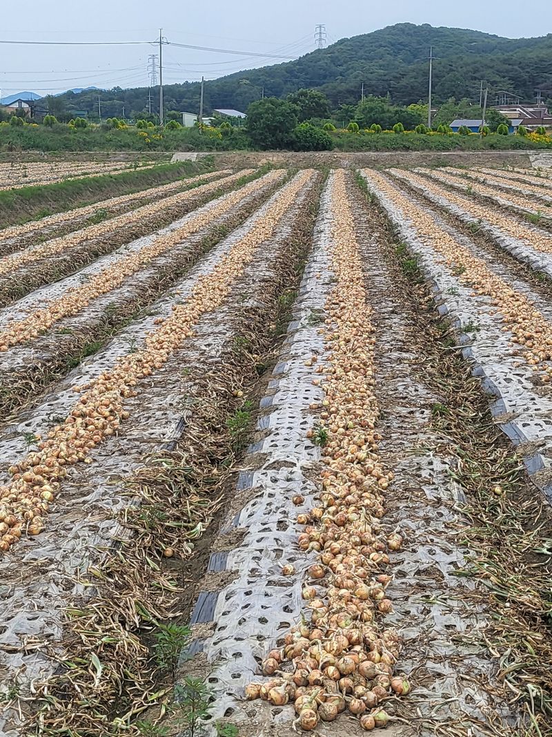 장터 상품 [양파 20kg] 썸네일