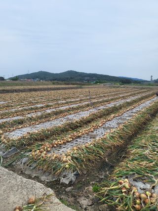 하늘곰님의 작성글 사진