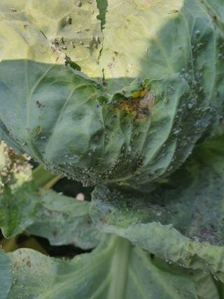 김동석 요아킴님의 양배추 · 병해충상담 작성글 사진