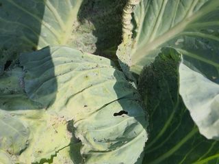 김동석 요아킴님의 양배추 · 병해충상담 작성글 사진