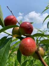 팜모닝 · 게시글 이미지