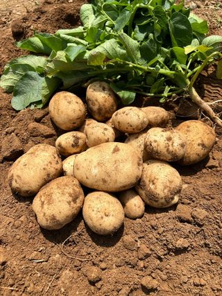 엘림농장님의 기타작물 · 자유게시판 작성글 사진