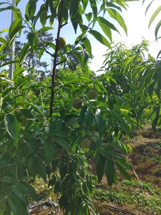 부농이네(이나영)님의 복숭아 · 자유게시판 작성글 사진