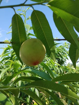 부농이네(이나영)님의 복숭아 · 자유게시판 작성글 사진