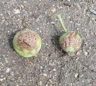 최고봉님최진홍님의 사과 · 병해충상담 작성글 사진