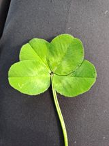 팜모닝 자유주제·자유게시판 게시글 이미지