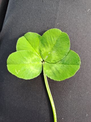 울금박사[빈덕열]님의 자유주제 · 자유게시판 작성글 사진