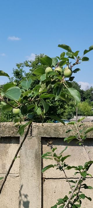 송미경님의 사과 · 일상 작성글 사진