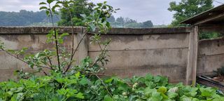 송미경님의 사과 · 일상 작성글 사진