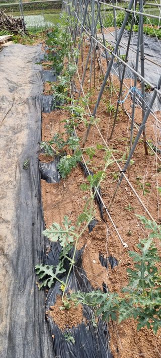 송미경님의 사과 · 일상 작성글 사진