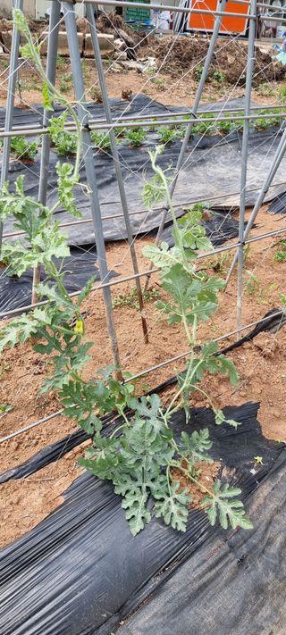 송미경님의 사과 · 일상 작성글 사진