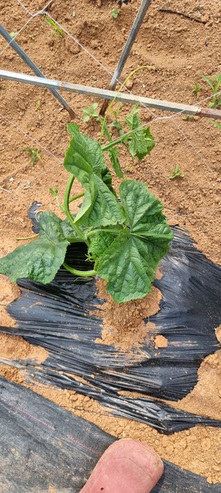 송미경님의 사과 · 일상 작성글 사진