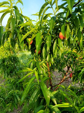 이양호님의 복숭아 · 자유게시판 작성글 사진