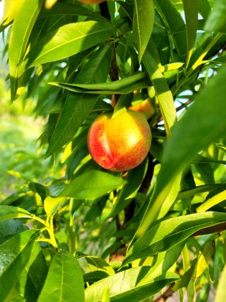 이양호님의 복숭아 · 자유게시판 작성글 사진