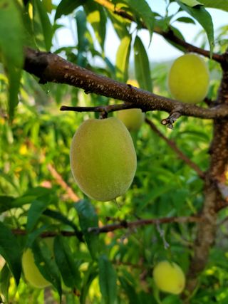 이양호님의 복숭아 · 자유게시판 작성글 사진