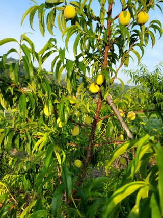 이양호님의 복숭아 · 자유게시판 작성글 사진