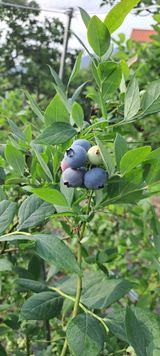 팜모닝 블루베리·자유게시판 게시글 이미지