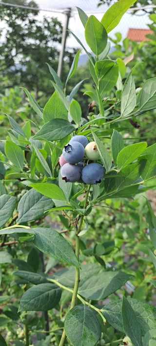 장준재님의 블루베리 · 자유게시판 작성글 사진