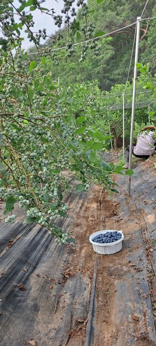 장준재님의 블루베리 · 자유게시판 작성글 사진