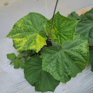 희망나래농장님의 오이 · 병해충상담 작성글 사진