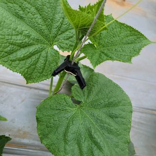 희망나래농장님의 오이 · 병해충상담 작성글 사진