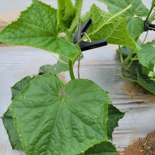 희망나래농장님의 오이 · 병해충상담 작성글 사진