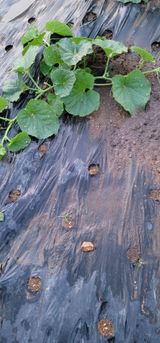 팜모닝 자유주제·자유게시판 게시글 이미지